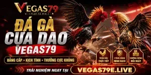 Đá gà cựa dao